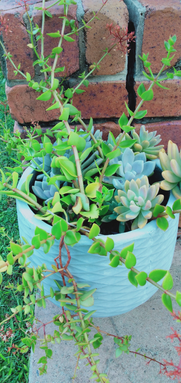 Fiber clay deep planter Pots - Wooden legs